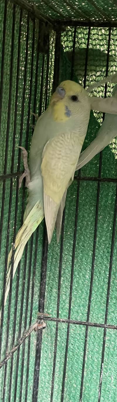 Budgies parrot and cages