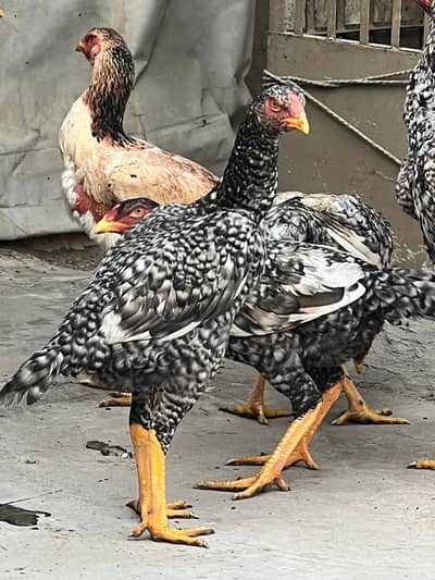 Shamo aseel male female healthy and active patha for sale