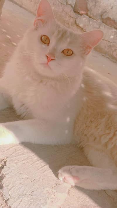 double coated Persian cross male urgent for sale