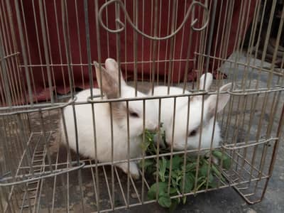 rabbit ek Jori female male