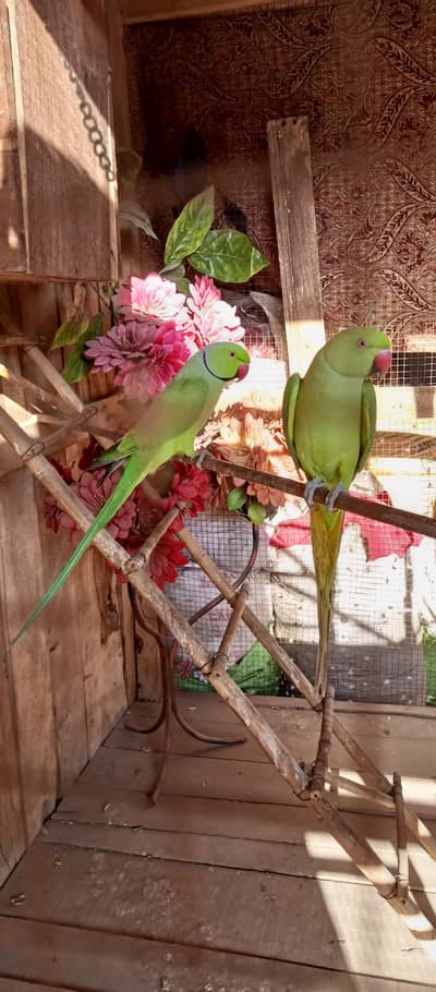 Green ringneck breeder pair
