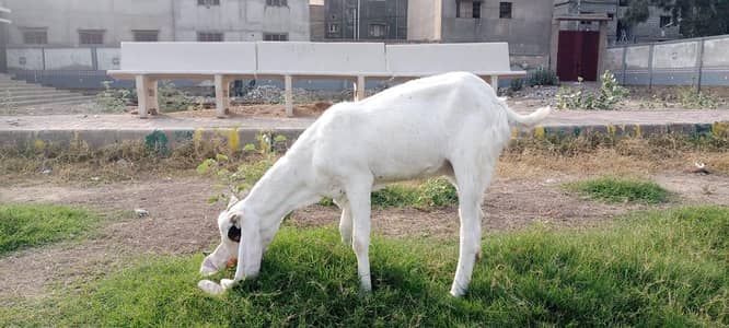 Goats For sell different breeds and price