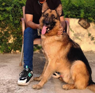 German Shepard dog for sale
