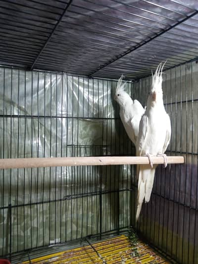 Eno red eyes Breeder Pair