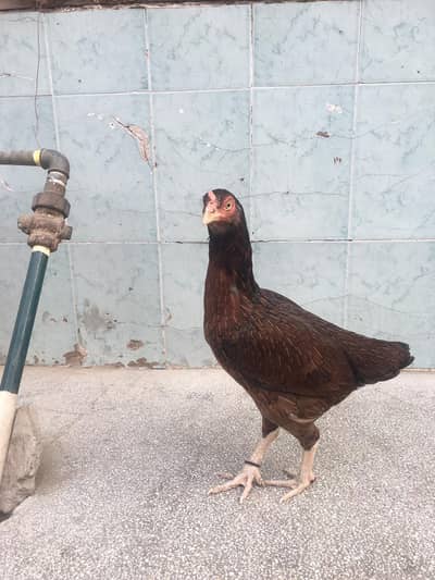 mianwali female for sale  03071708239