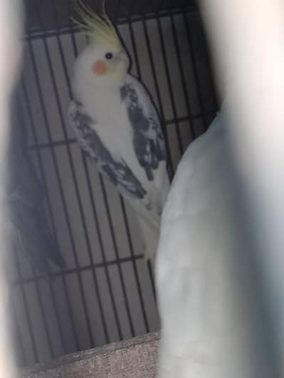 cream v pide cocktail breeder male for sale