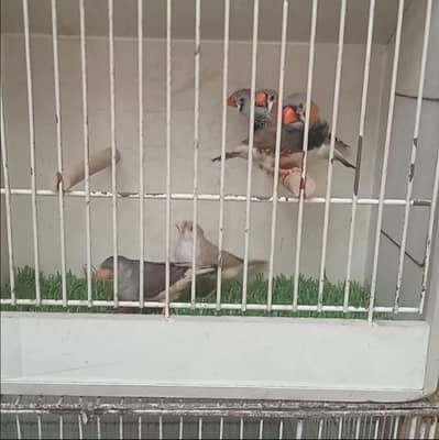 Zebra Finches