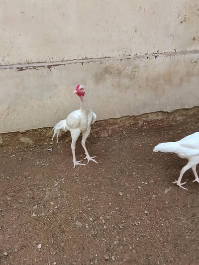 PURE HEERA PAIR FOR SALE WITH 2 FEMALE