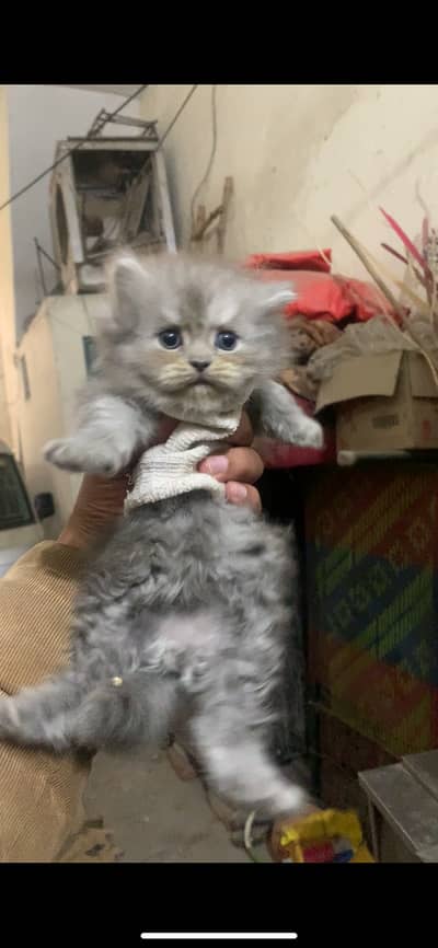 Persion kittens triple coated