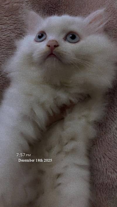 Persian cat long coat male for sale