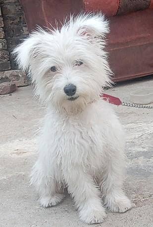Westie White Male Puppy West Highland White Terrier (Westie)