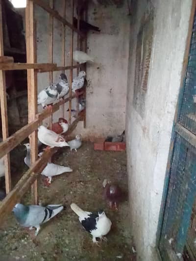 03052353155 kabuter for sale 500 per final Kam nhi honge