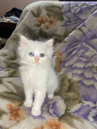 Odd Eyes Triple Coat Persian Kitten