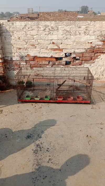 cocktail breeder pair available v pide