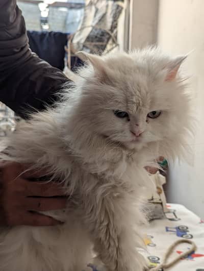 PERSIAN CAT