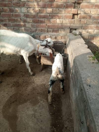 Desi bkri 2bcho k 7. . . . ,03079066765