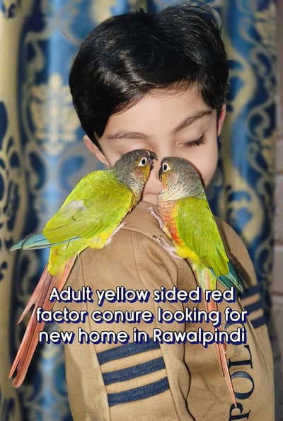 Yellow sided Green Conure (Red Factor)