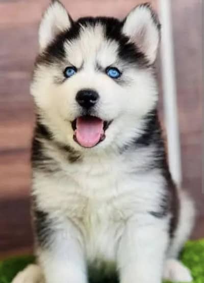 Siberian husky puppies 03425137217