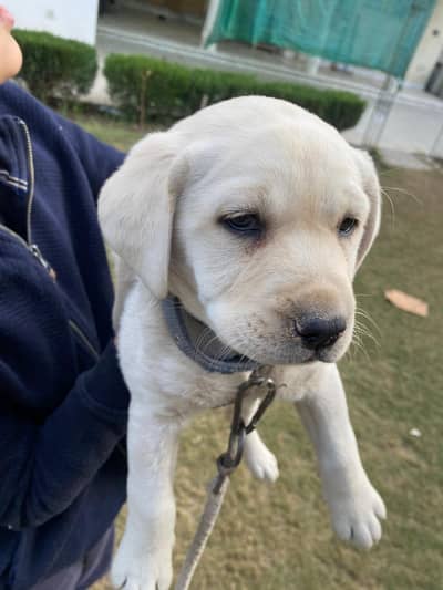 american labrador puppy