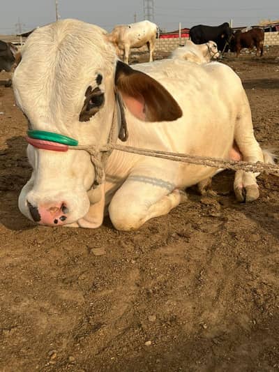 Gulabi Kajla Bachhra Qurbani 2026