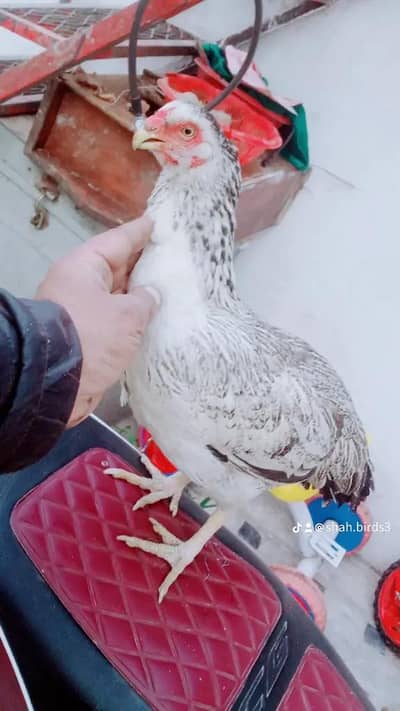 aseel parrotbeak madi