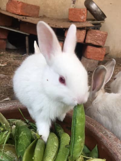 Rabbits babies for sale in lahore