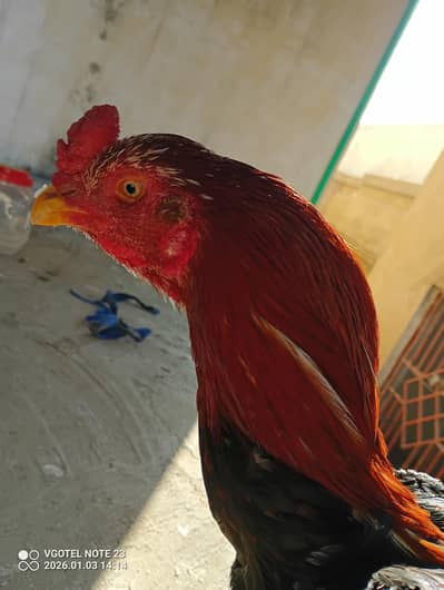 Pure Aseel Breeder Murga | Strong Body | Healthy & Active