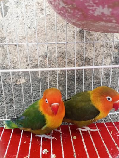 Lovebirds pair