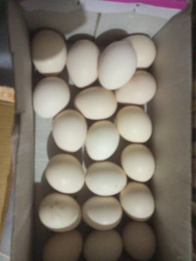 aseel chicken egg fertilized
