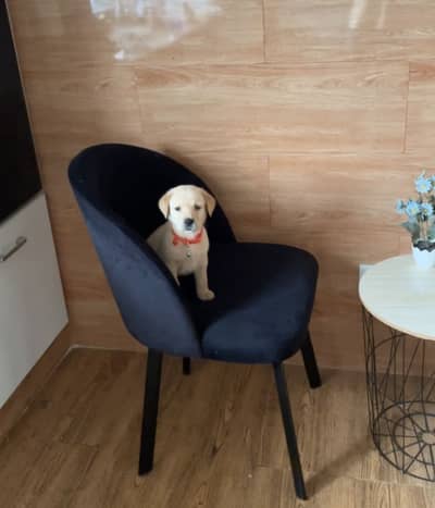 Fully Trained Pure Breed Labrador Puppy (Golden Colour)