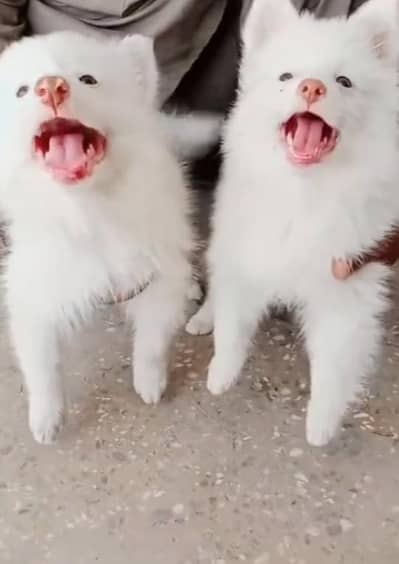 Russian dog puppy for sale contact number WhatsApp 0308=3636=156