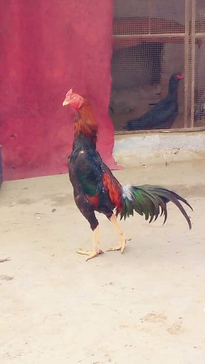 4 shamoo murgay only 50000  final