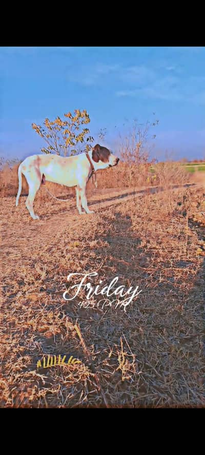 urgent sale bully dog age 2 year