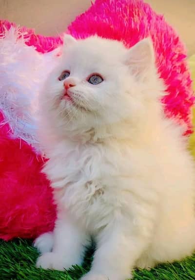 Persian cat kitten for sale. My WhatsApp 03215179655