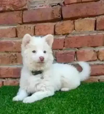 Russian dog puppy for sale contact number WhatsApp 0308=3636=156