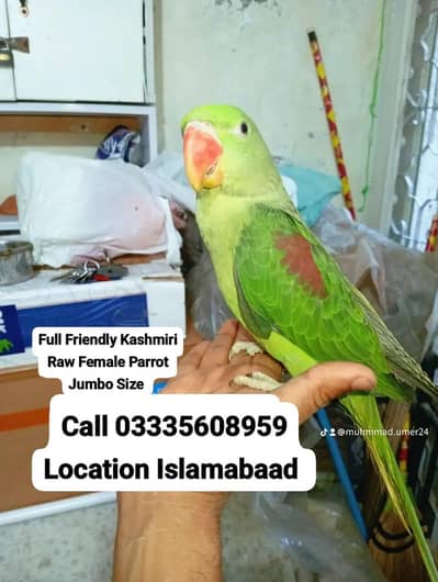 Hand Tamed Full Friendly Kashmiri Raw Female Parrot Jumbo Size