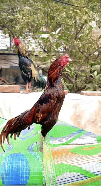 Only lakha for sell 03490163612