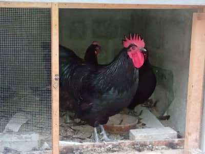 Australorp chicks and Eggs Available for Sell
