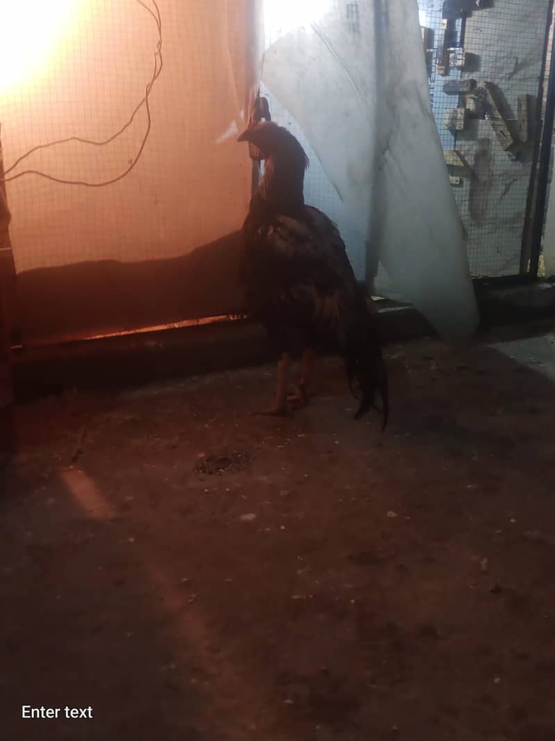 java murga for sale 0