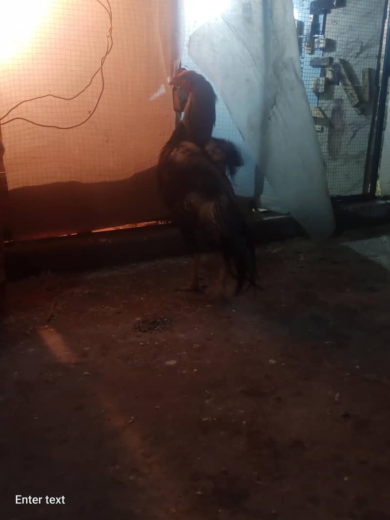 java murga for sale 1