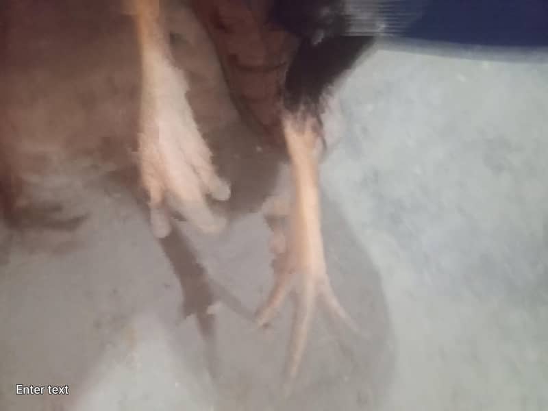 java murga for sale 2