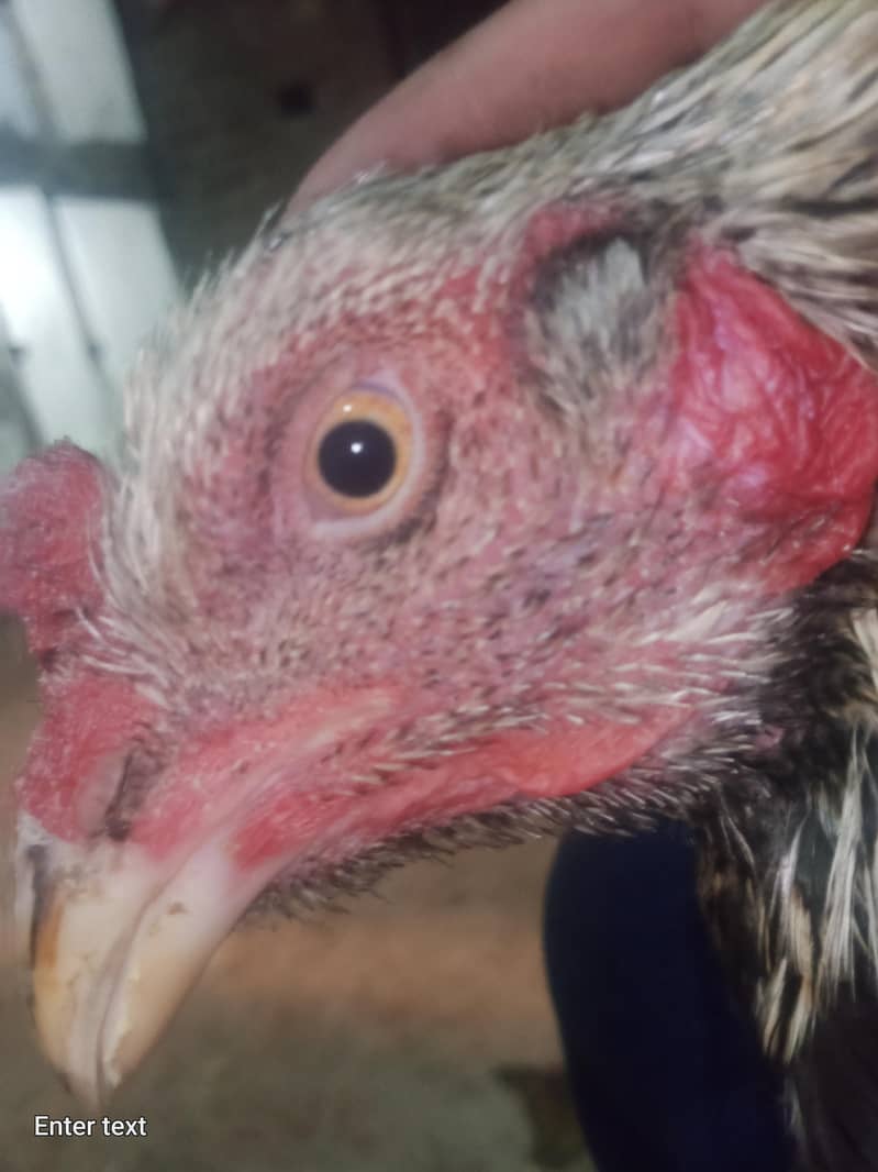 java murga for sale 3