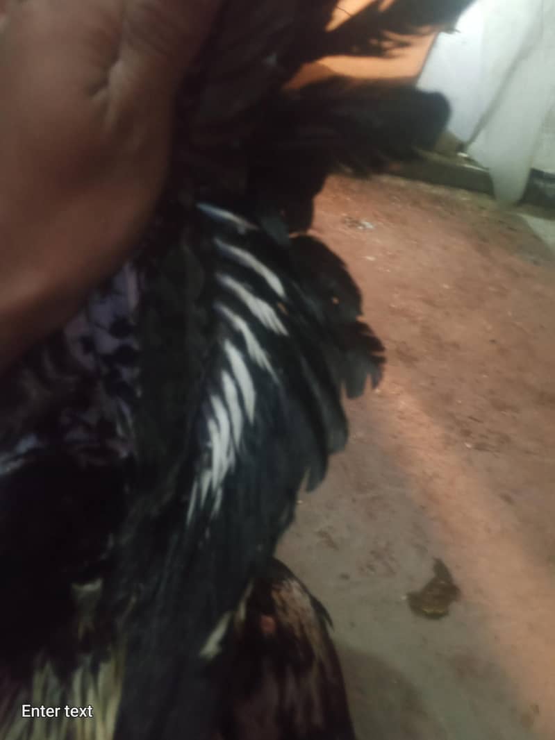 java murga for sale 5