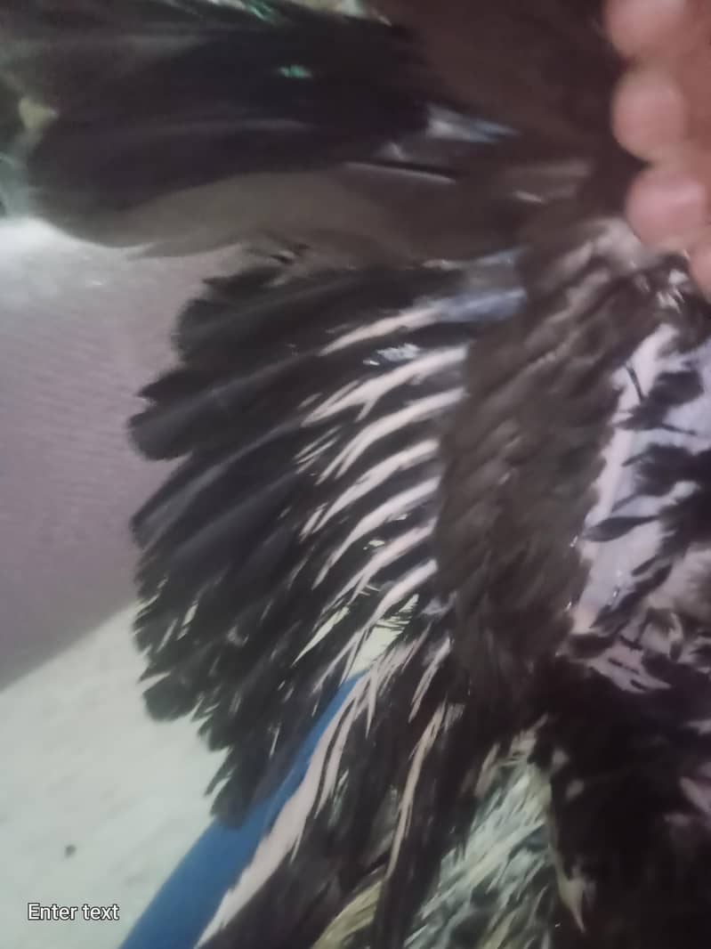 java murga for sale 6