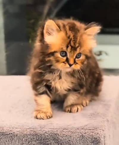 Persian cat kitten for sale. My WhatsApp 03215179655