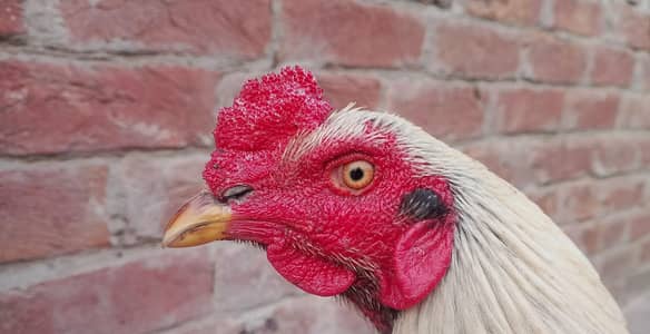 1 Jawa murga  pure sindhi assel