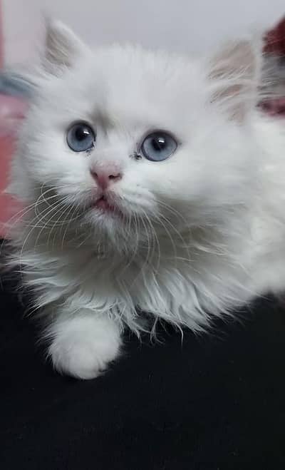 White persian kitten