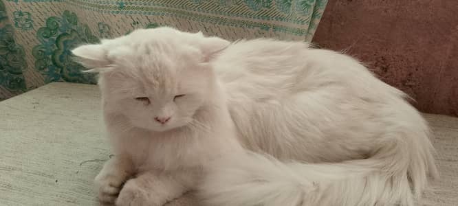 Persian White Fluffy Double Coat female Cat for sale