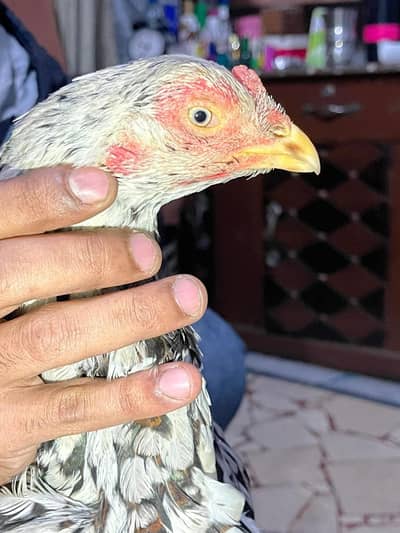 pour aseel cheni madi