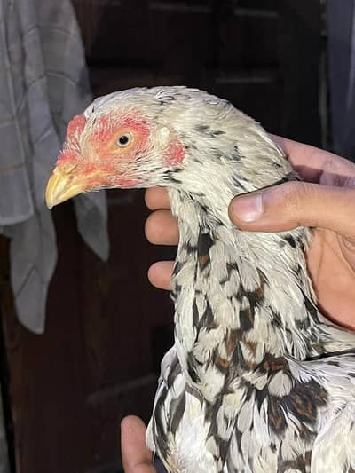 pour aseel cheni madi